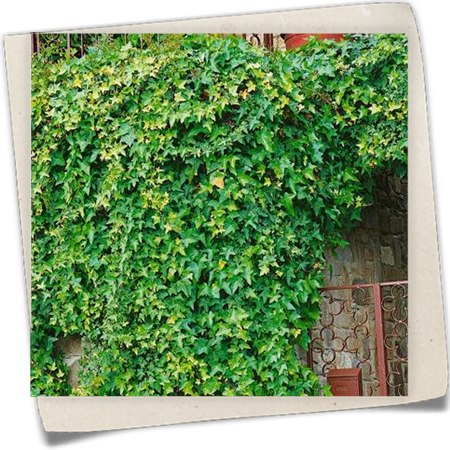 Gemeiner Efeu Gemeiner Efeu