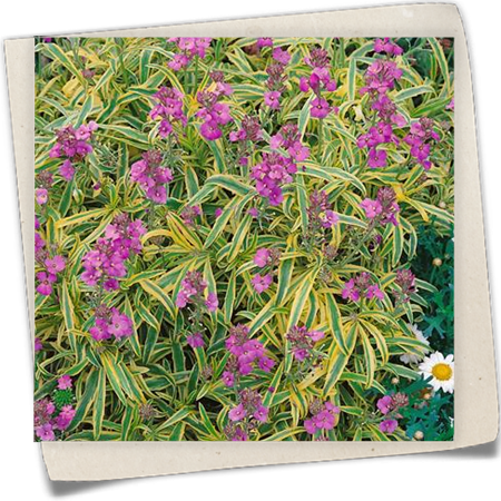 Schöterich 'Constant Cheer' Schöterich 'Constant Cheer'