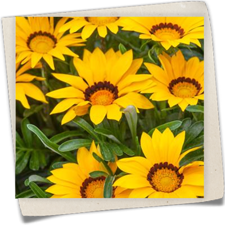 Halbstrauch-Gazanie Halbstrauch-Gazanie