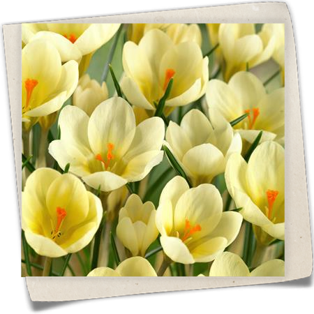 Kleiner Garten-Krokus 'Cream Beauty' Kleiner Garten-Krokus 'Cream Beauty'