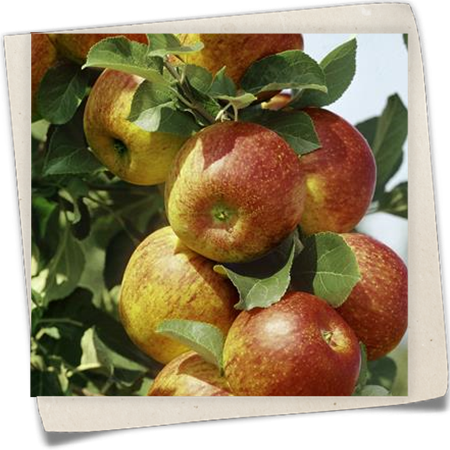 Apfel 'Dülmener Rosenapfel' Apfel 'Dülmener Rosenapfel'