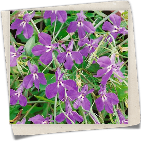 Lobelie 'Azuro' Lobelie 'Azuro'