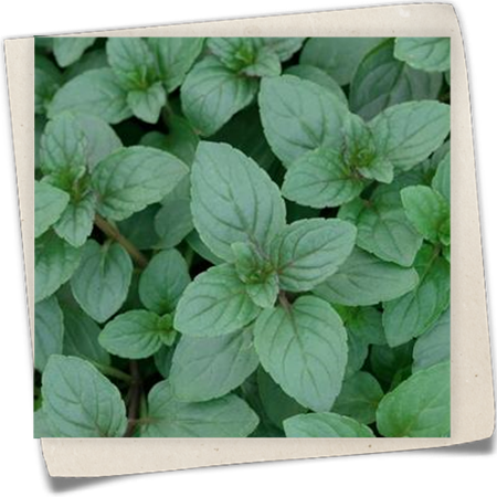 Tante Hilde´s Fruchtminze Tante Hilde´s Fruchtminze