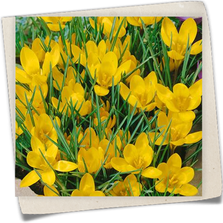 Kleiner Garten-Krokus 'E.P. Bowles' Kleiner Garten-Krokus 'E.P. Bowles'