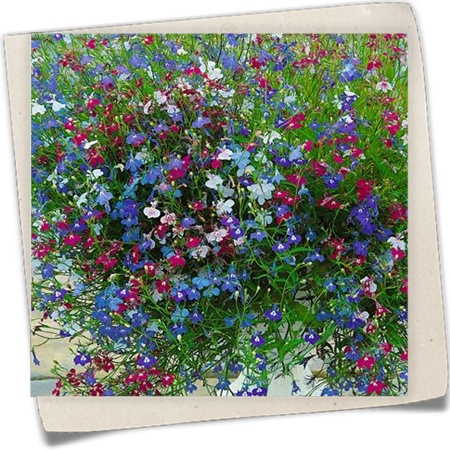 Hänge-Lobelie 'Cascade' Hänge-Lobelie 'Cascade'