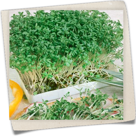 Kresse 'Cressida' Kresse 'Cressida'