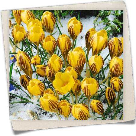 Kleiner Garten-Krokus 'Gipsy Girl' Kleiner Garten-Krokus 'Gipsy Girl'