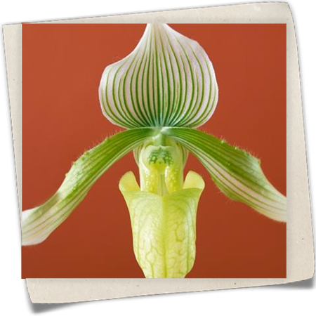 Frauenschuh Frauenschuh