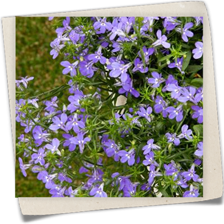 Blaue Lobelie Blaue Lobelie