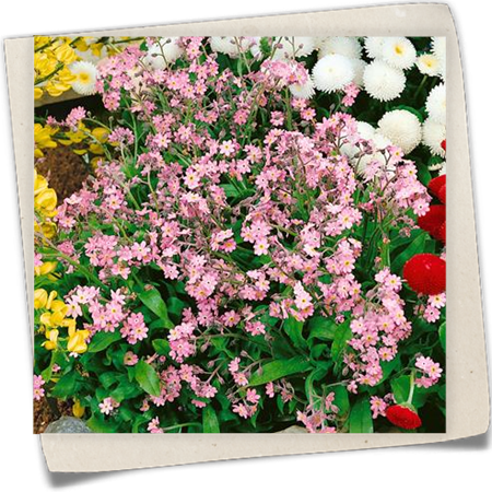 Vergissmeinnicht 'Rosenrot' Vergissmeinnicht 'Rosenrot'