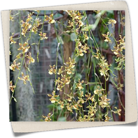 Oncidium-Orchidee 'Tiny Twinkle' Oncidium-Orchidee 'Tiny Twinkle'