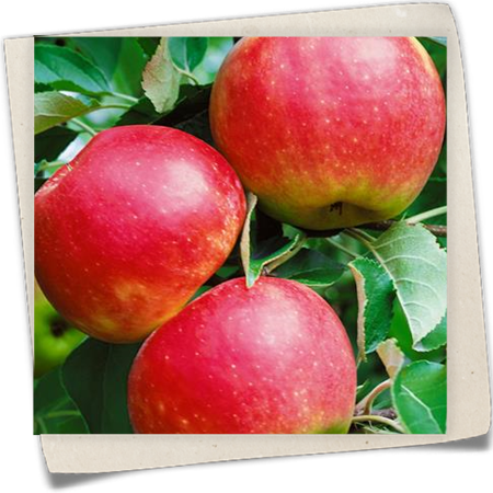 Winterapfel 'Gewürzluikenapfel' Winterapfel 'Gewürzluikenapfel'