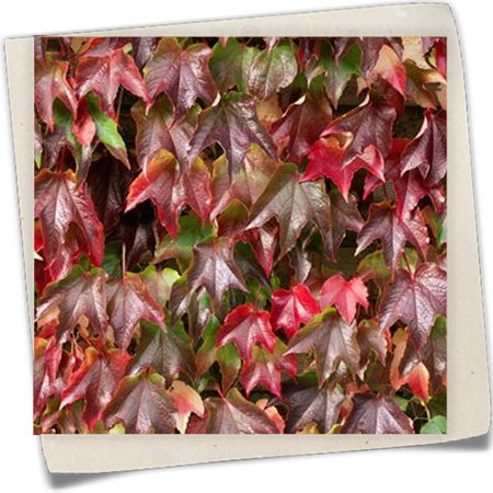 Dreilappige Jungfernrebe Dreilappige Jungfernrebe