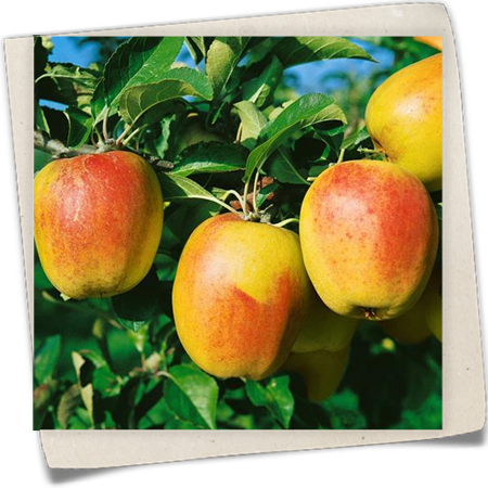 Apfel 'Glockenapfel' Apfel 'Glockenapfel'