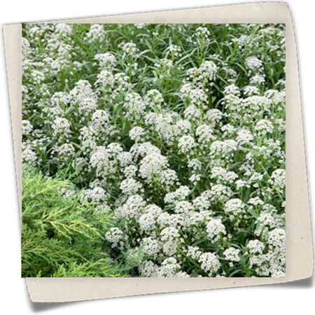 Strand-Silberkraut Strand-Silberkraut