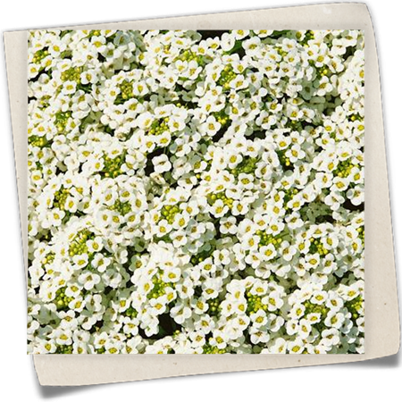 Duftsteinrich 'Schneeteppich' Duftsteinrich 'Schneeteppich'