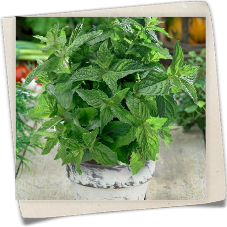 Bergamott-Minze 'Bergamot' Bergamott-Minze 'Bergamot'