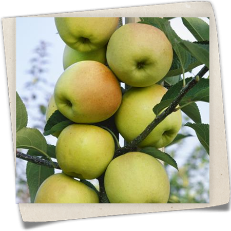 Säulenapfel 'Goldbäckchen' Säulenapfel 'Goldbäckchen'