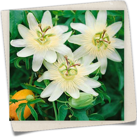 Passionsblume 'Constance Elliot' Passionsblume 'Constance Elliot'