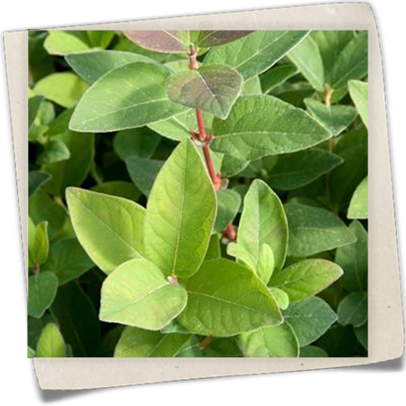 Blaue Heckenkirsche 'Blue Velvet'® Blaue Heckenkirsche 'Blue Velvet'®