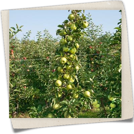 Säulenapfel 'Goldcats'(s) Säulenapfel 'Goldcats'(s)