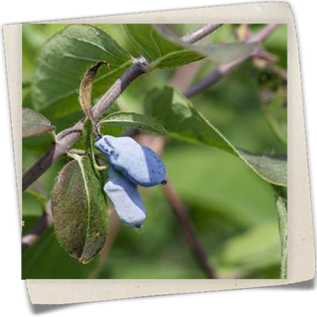 Blaue Heckenkirsche 'Eisbär'® Blaue Heckenkirsche 'Eisbär'®