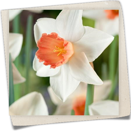 Narzisse 'Accent' Narzisse 'Accent'