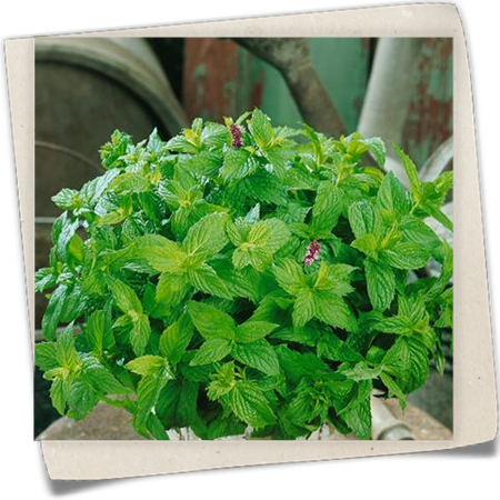 Thüringer Minze 'Thueringer' Thüringer Minze 'Thueringer'