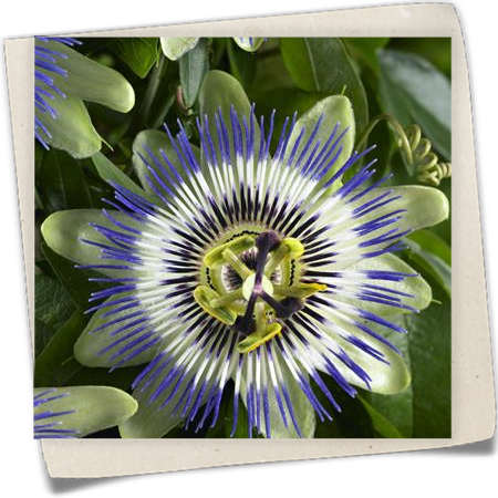 Passionsblume 'Purple Haze' Passionsblume 'Purple Haze'