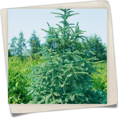 Säulenfichte 'Columnaris' Säulenfichte 'Columnaris'