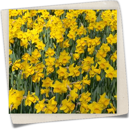 Trompeten-Narzisse 'Arctic Gold' Trompeten-Narzisse 'Arctic Gold'