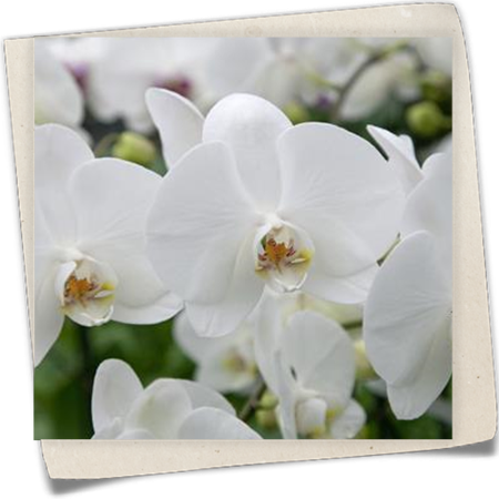 Schmetterlingsorchidee 'Ikaria' Schmetterlingsorchidee 'Ikaria'