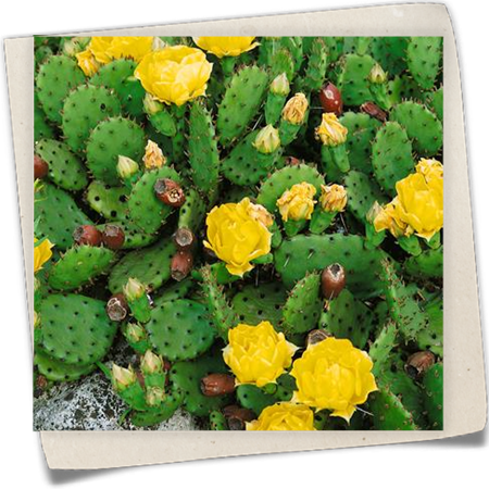 Feigenkaktus Feigenkaktus