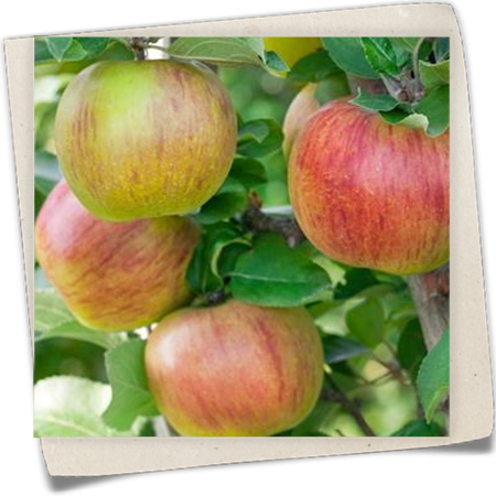 Winterapfel 'Goldparmäne' Winterapfel 'Goldparmäne'