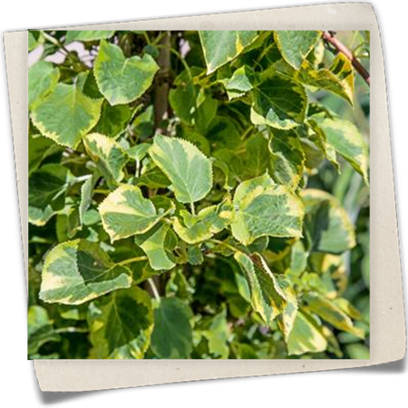 Kletterhortensie 'Miranda'® Kletterhortensie 'Miranda'®