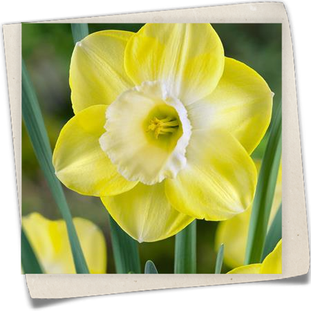 Narzisse 'Avalon' Narzisse 'Avalon'