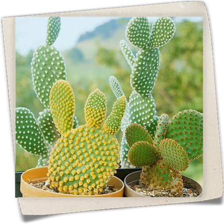 Goldopuntie Goldopuntie