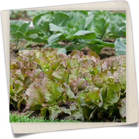 Gartensalat Gartensalat