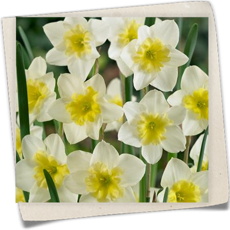 Narzisse 'Bella Estrella' Narzisse 'Bella Estrella'