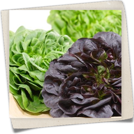 Kopfsalat 'Salanova'® Kopfsalat 'Salanova'®