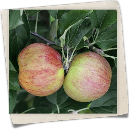 Apfel 'Gravensteiner' Apfel 'Gravensteiner'
