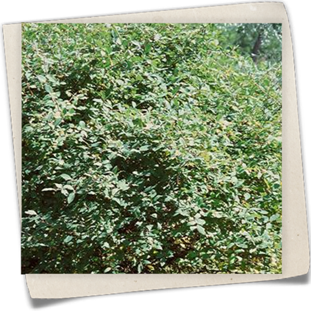 Blaue Heckenkirsche 'Maitop'® Blaue Heckenkirsche 'Maitop'®