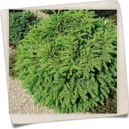 Nestfichte 'Nidiformis' Nestfichte 'Nidiformis'