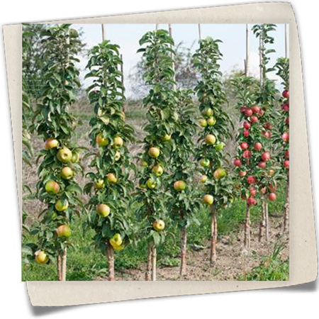 Säulenapfel 'Greencats'® Säulenapfel 'Greencats'®