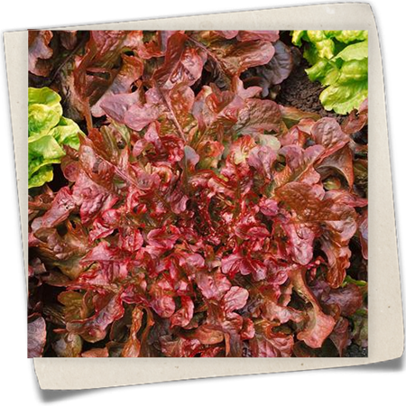 Eichblattsalat Eichblattsalat