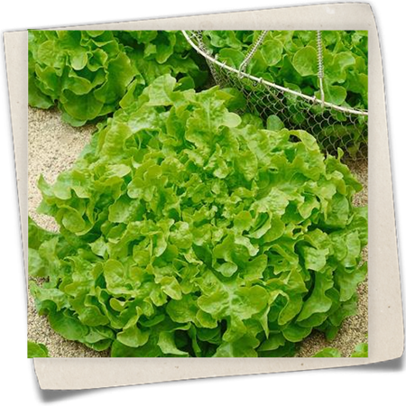 Eichblattsalat 'Grüners Eishäuptel' Eichblattsalat 'Grüners Eishäuptel'