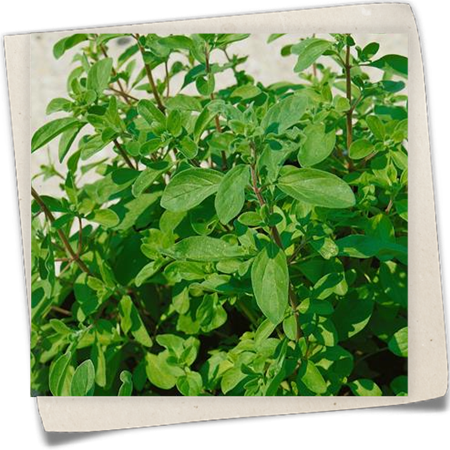 Majoran 'Marjolaine' Majoran 'Marjolaine'