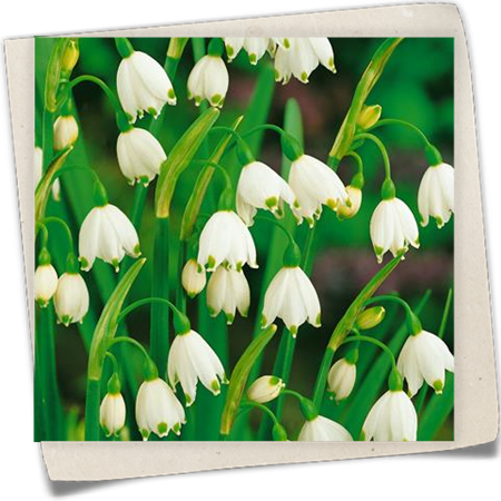 Sommer-Knotenblume 'Summer Twinkle' Sommer-Knotenblume 'Summer Twinkle'