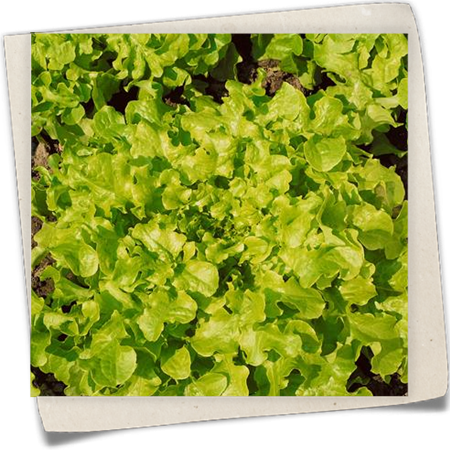 Eichblattsalat 'Salad Bowl' Eichblattsalat 'Salad Bowl'