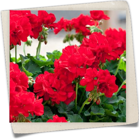 Zonal-Pelargonie Zonal-Pelargonie